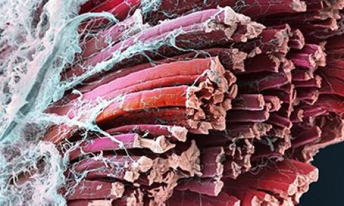 Qué es la fascia y cuáles son sus funciones en el organismo